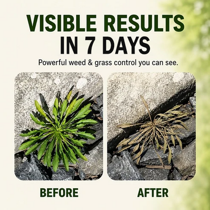 2026 SALE🎖 - Fast-Acting Natural Weed & Grass Killer Spray